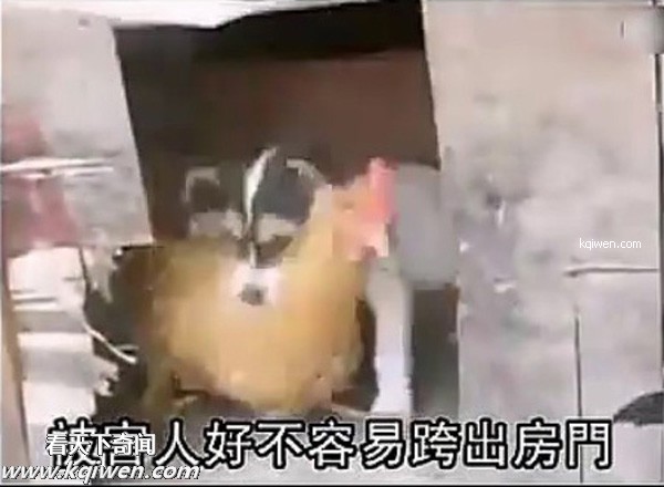 ��ɫС�������컯�����Ｆ(��ͼ)